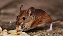24 Hour & Emergency Exterminators in Janesville, IL